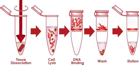 Nucleic Acid Extraction and Purification .